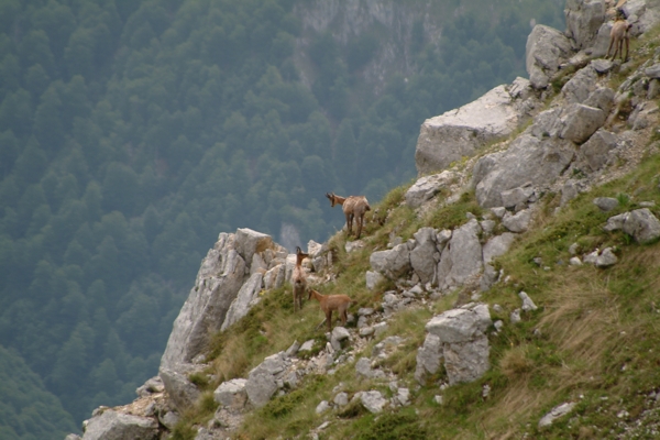 Camoscio d''Abruzzo Rupicapra pyrenaica ornata